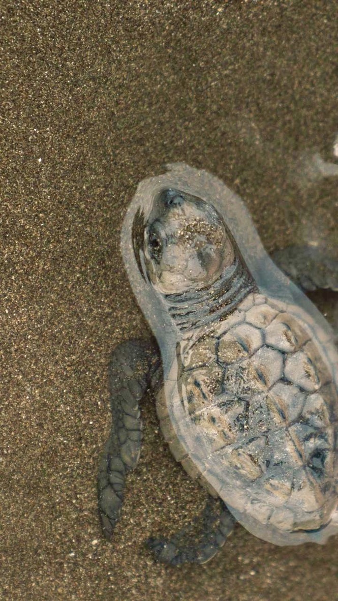 Turtles